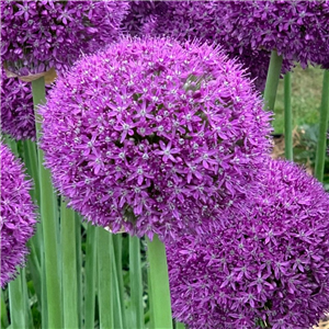 Allium 'Ambassador'. Loose Per Bulb